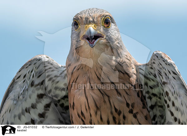 Turmfalke / kestrel / JG-01032