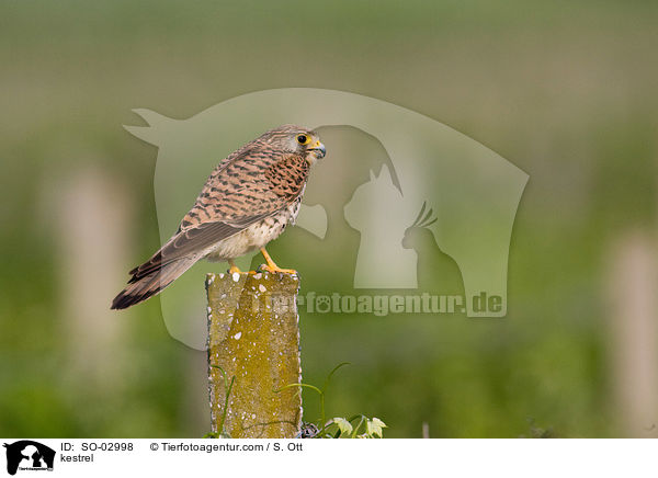 Turmfalke / kestrel / SO-02998