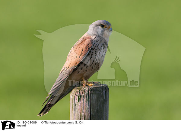 Turmfalke / kestrel / SO-03089