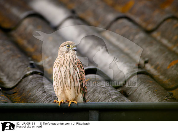 Kestrel sits on roof / JR-05131