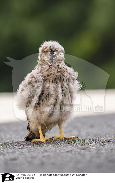 junger Turmfalke / young kestrel / WS-09706
