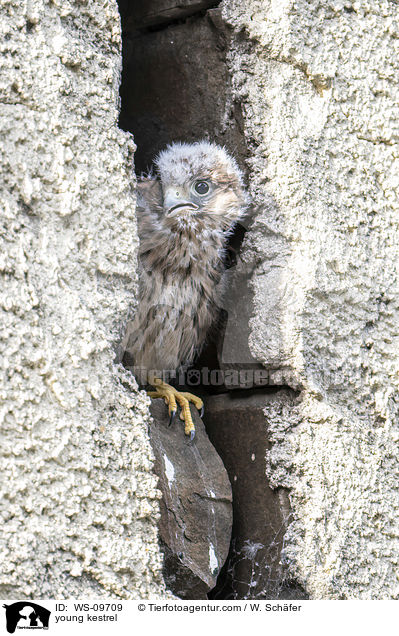 young kestrel / WS-09709