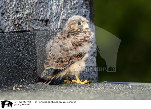 young kestrel / WS-09712