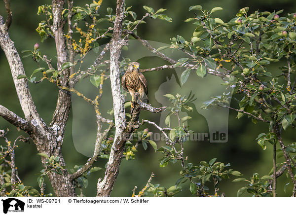 kestrel / WS-09721