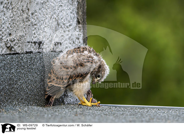 junger Turmfalke / young kestrel / WS-09729