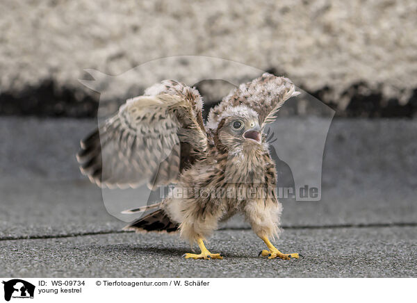 young kestrel / WS-09734