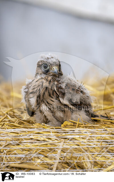 Turmfalke / kestrel / WS-10083