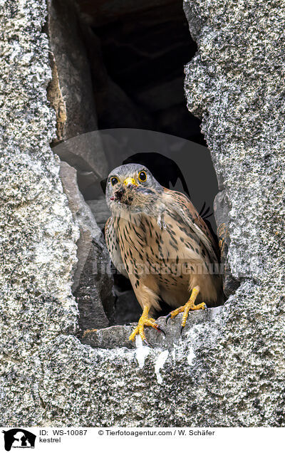 Turmfalke / kestrel / WS-10087