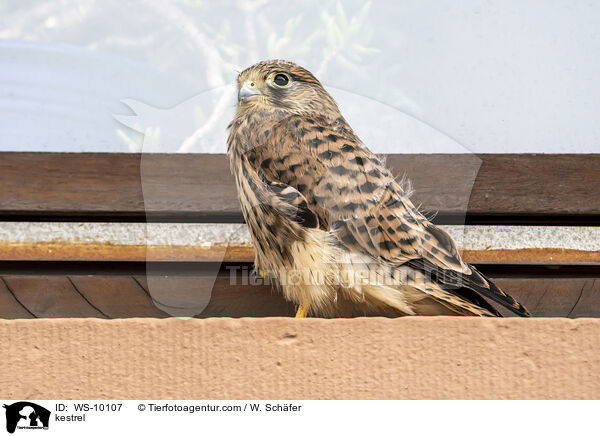 kestrel / WS-10107