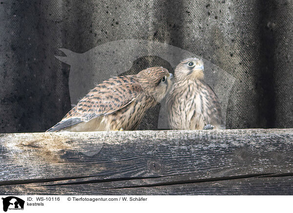 Turmfalken / kestrels / WS-10116