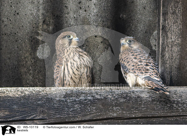 Turmfalken / kestrels / WS-10119
