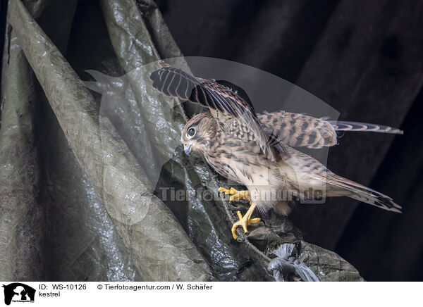 kestrel / WS-10126
