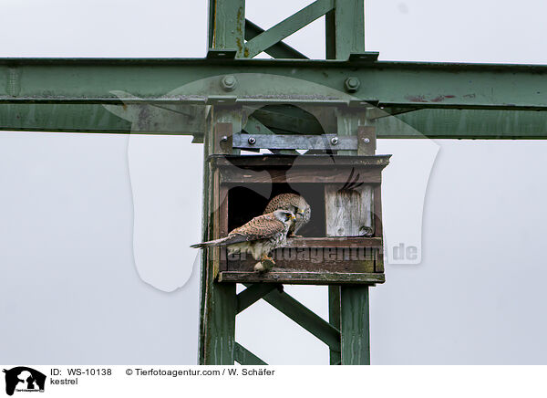 kestrel / WS-10138
