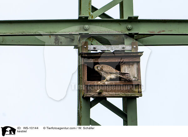 Turmfalke / kestrel / WS-10144