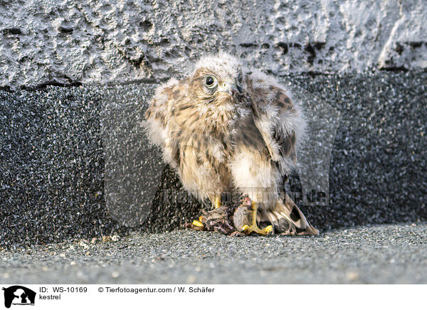Turmfalke / kestrel / WS-10169