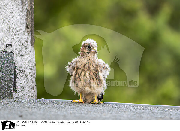 Turmfalke / kestrel / WS-10180