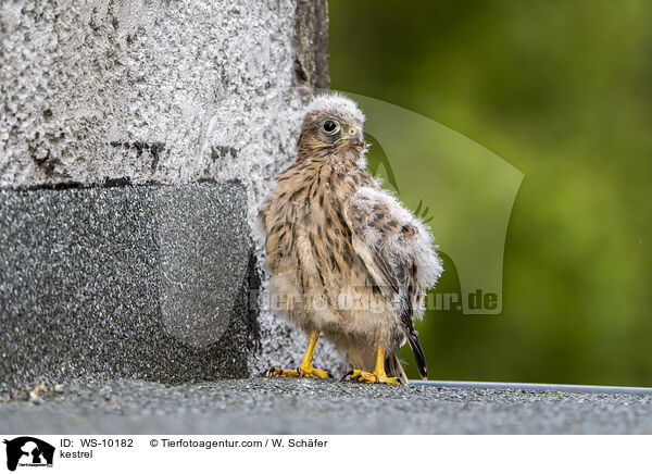 kestrel / WS-10182