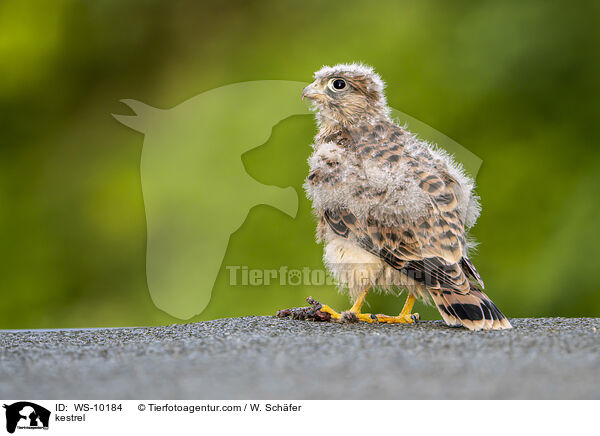 kestrel / WS-10184