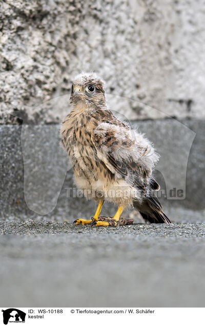 kestrel / WS-10188