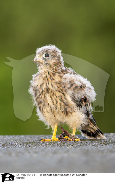 Turmfalke / kestrel / WS-10191