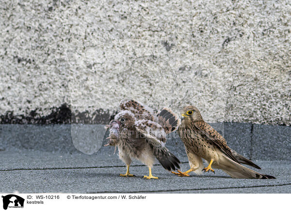 kestrels / WS-10216