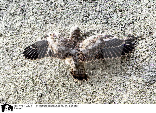 Turmfalke / kestrel / WS-10223