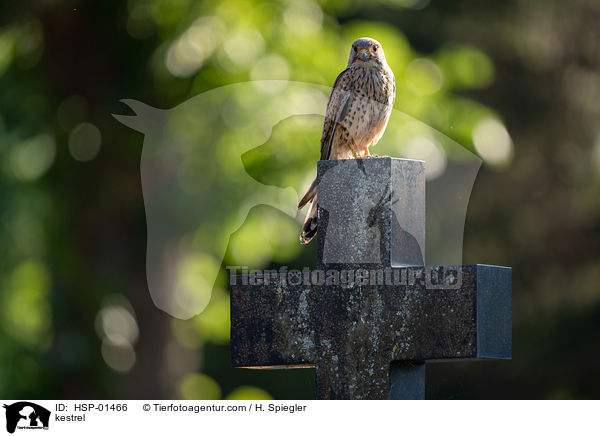 kestrel / HSP-01466
