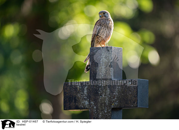 kestrel / HSP-01467