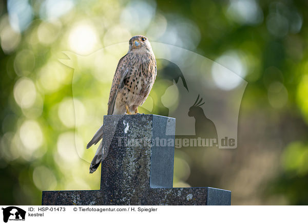 kestrel / HSP-01473