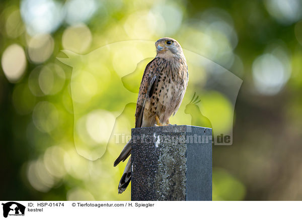 kestrel / HSP-01474