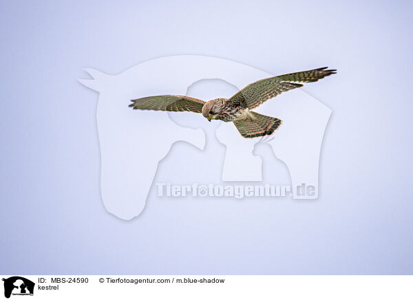 kestrel / MBS-24590