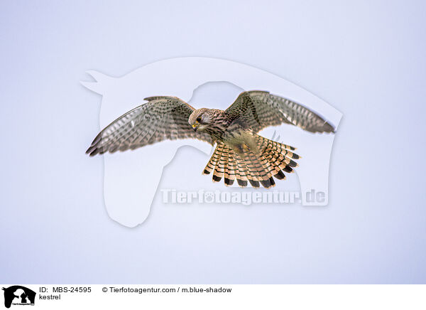 Turmfalke / kestrel / MBS-24595