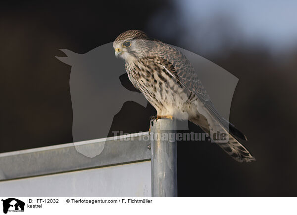 kestrel / FF-12032