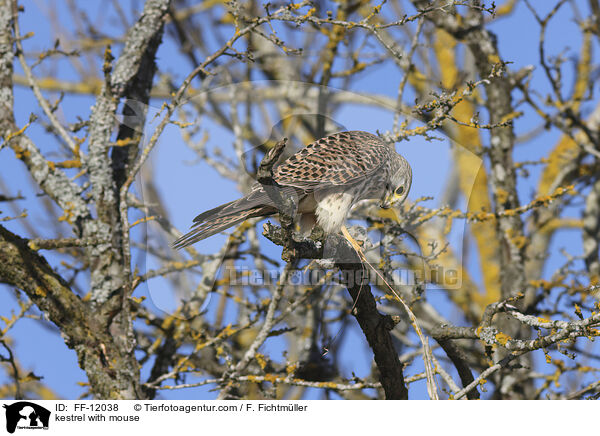 kestrel with mouse / FF-12038