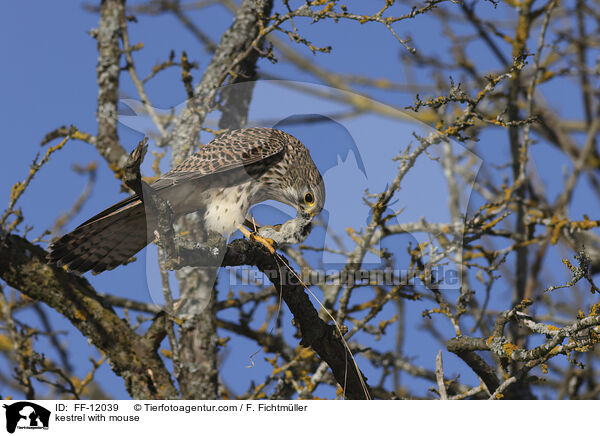 kestrel with mouse / FF-12039