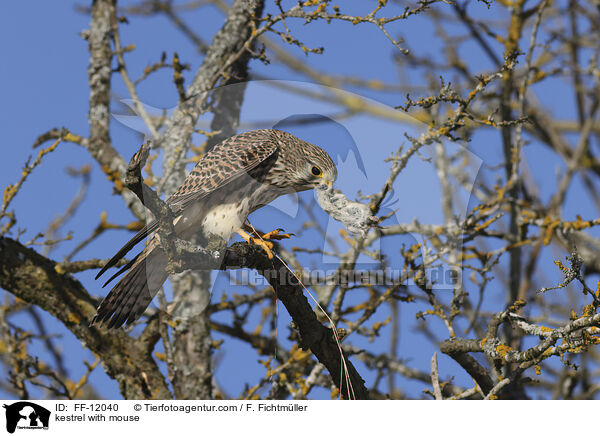 Turmfalke mit Maus / kestrel with mouse / FF-12040