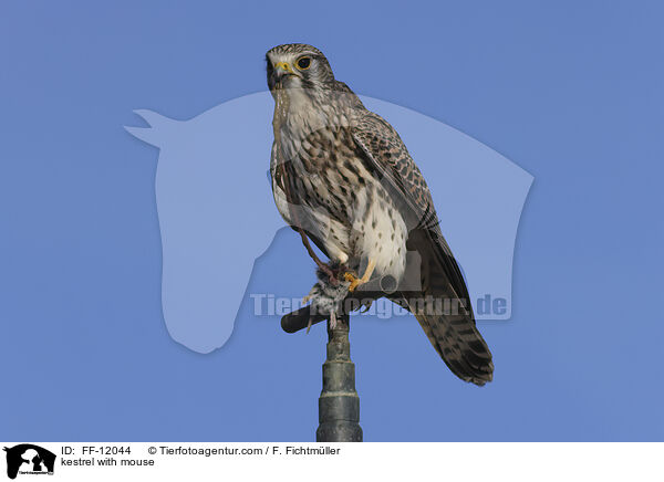 kestrel with mouse / FF-12044