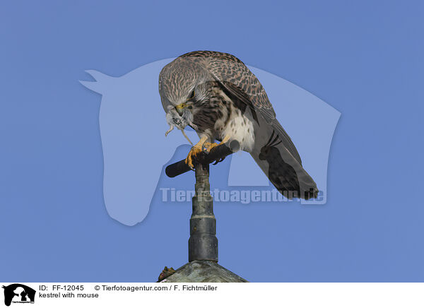 kestrel with mouse / FF-12045
