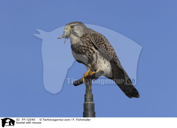 kestrel with mouse / FF-12046