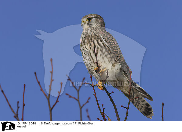 Turmfalke / kestrel / FF-12048