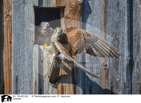 kestrels / FH-02142