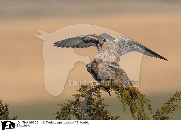 2 kestrels / THA-09509