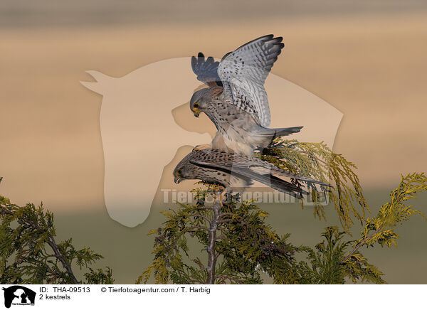 2 Turmfalken / 2 kestrels / THA-09513