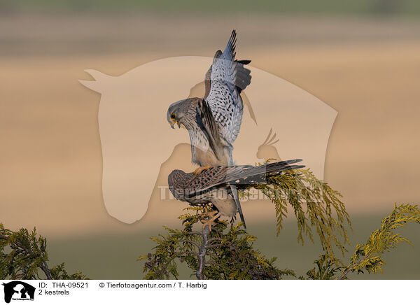 2 Turmfalken / 2 kestrels / THA-09521