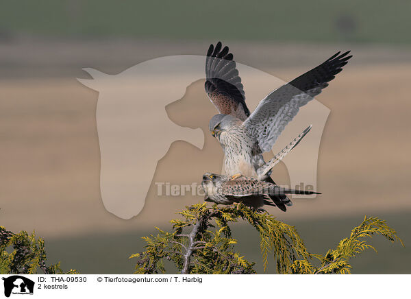 2 Turmfalken / 2 kestrels / THA-09530