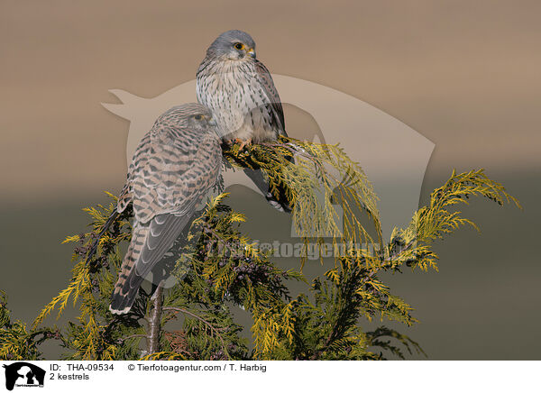 2 Turmfalken / 2 kestrels / THA-09534