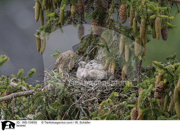 Turmfalke / kestrel / WS-10859