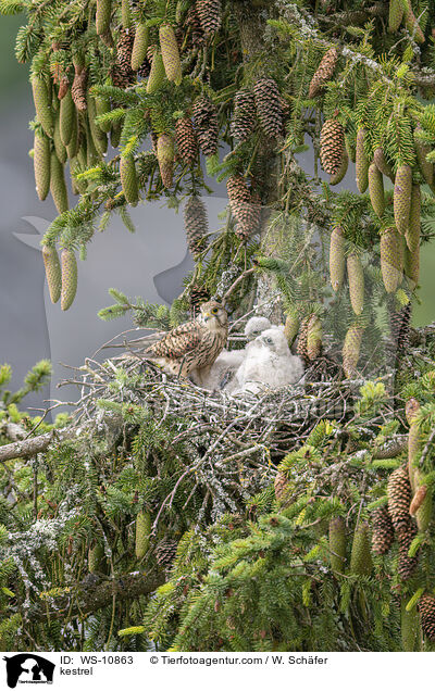 kestrel / WS-10863