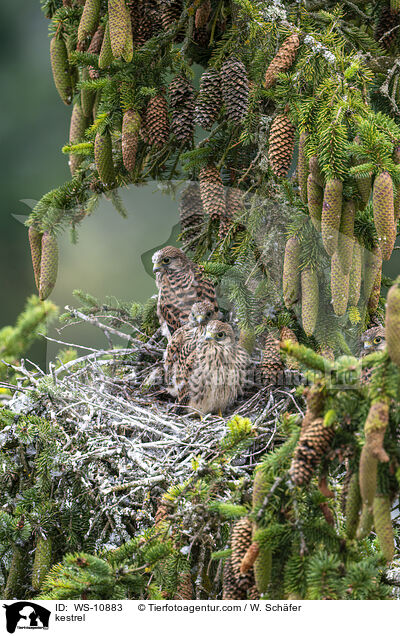Turmfalke / kestrel / WS-10883