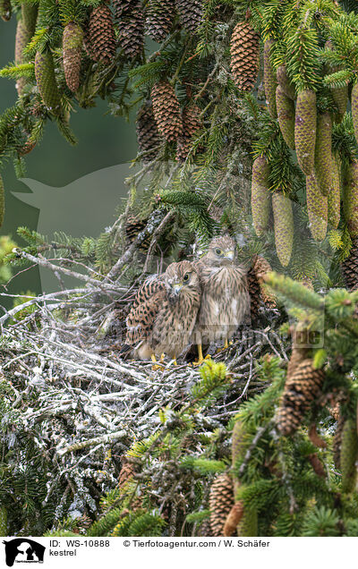 Turmfalke / kestrel / WS-10888